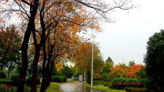 詩情畫意！秋冬之交一場雨 別樣周口落葉美