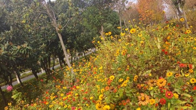 ?周口市區(qū)：雨后雛菊分外鮮