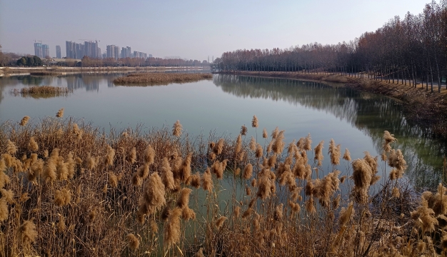 周口植物園：蘆葦深深冬韻濃