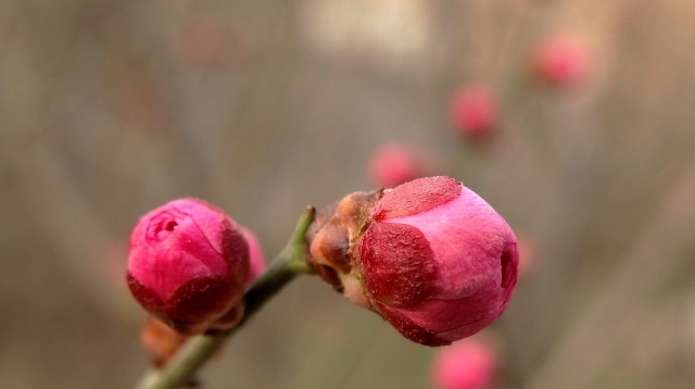 周口公園：幾點梅花正可人