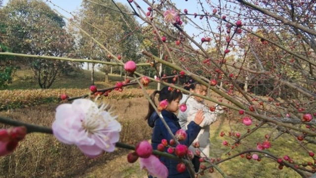 立春到 梅花俏