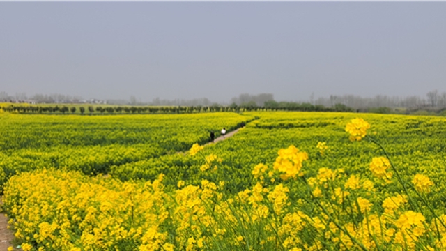 商水縣鄧城鎮(zhèn)油菜花海帶動(dòng)農(nóng)旅經(jīng)濟(jì)