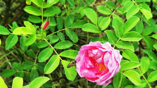 鐵路主題公園：玫瑰花開正當(dāng)時(shí)