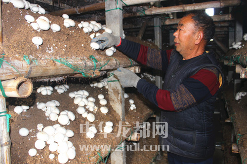 周口項城：食用菌種植基地內(nèi)，工人正在查看雙孢菇長勢