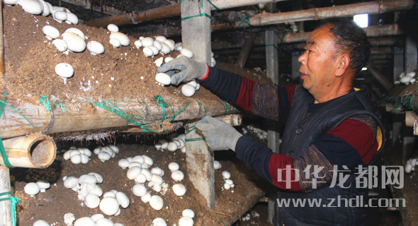 周口項城：食用菌種植基地內(nèi)，工人正在查看雙孢菇長勢